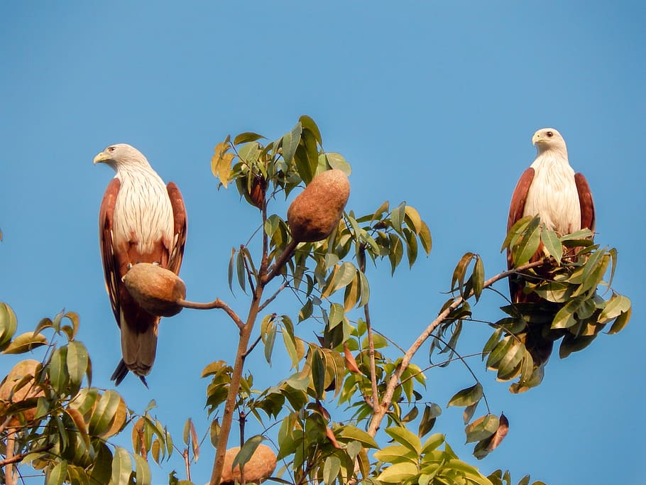 eagle, bird, sitting bird, sky, animal themes, vertebrate, perching HD wallpaper