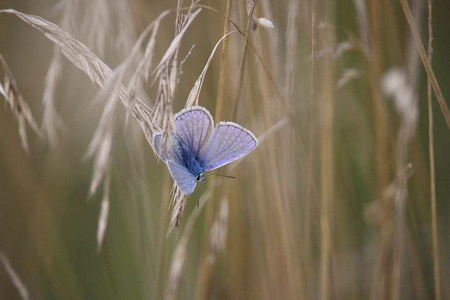 blue butterfly on white plant, common blue, cereals, grass, common bläuling, HD wallpaper