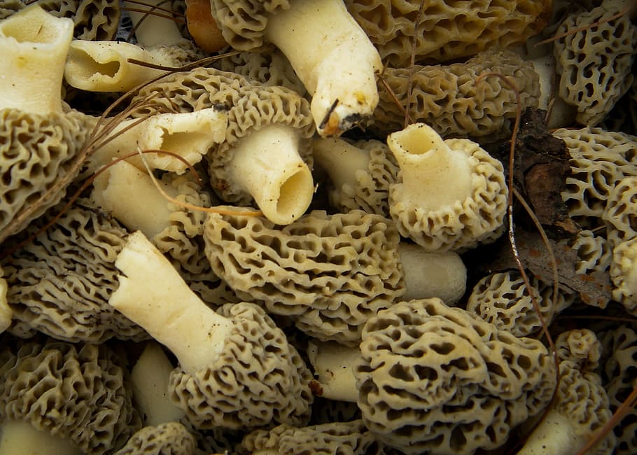 mushrooms, morels, nature, edible, fungus, fresh, brown, gourmet, HD wallpaper