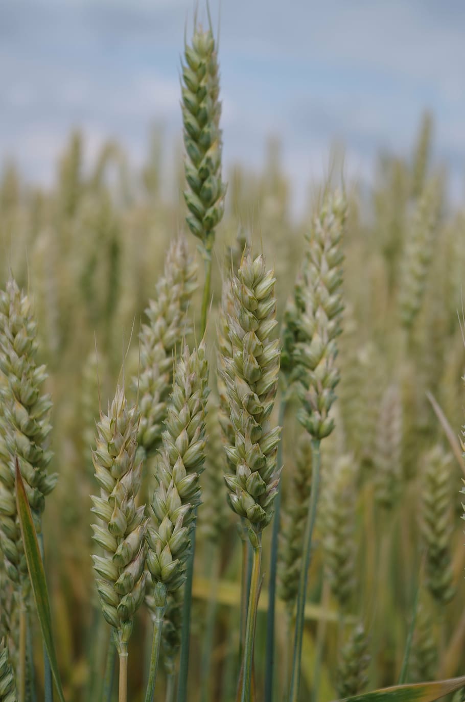the grain, field, barley, growth, plant, agriculture, crop HD wallpaper