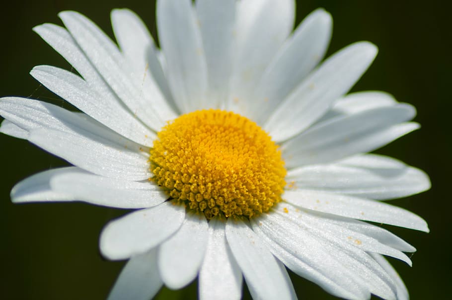 flower, nature, macro, garden, white, pollen, flowering plant HD wallpaper