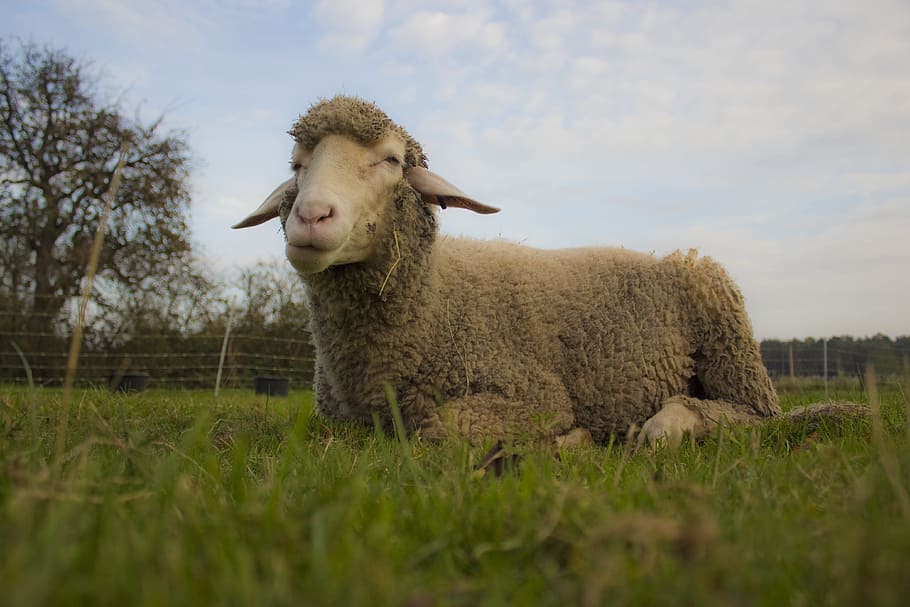 sheep, meadow, rest, cool, grass, chew, farm, animal themes HD wallpaper