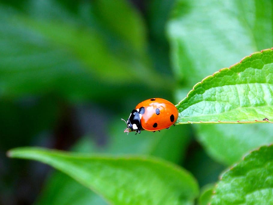 orange ladybug on green leaf plant, beetle, garden, red, spotted HD wallpaper