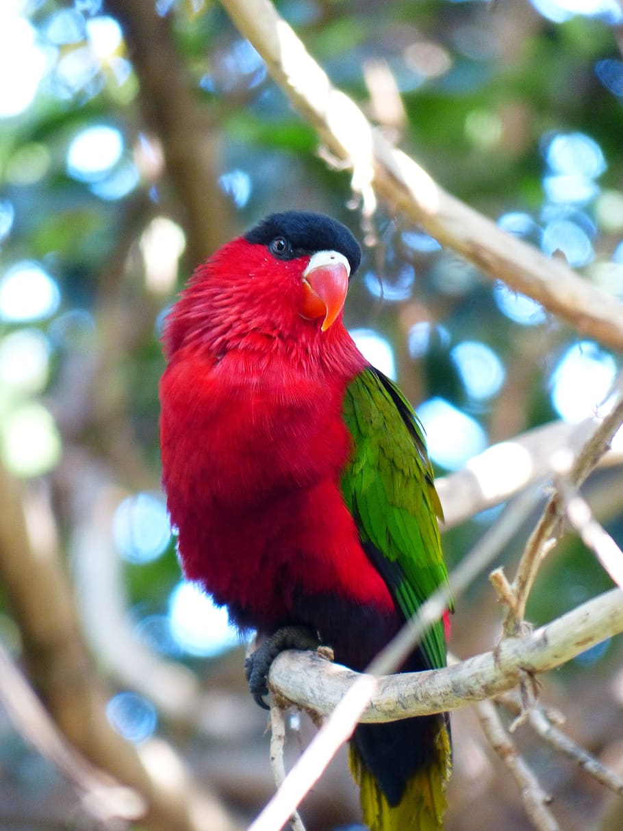 lory, parrot, lori, bird, colorful, red, green, schwazr, lorius lory HD wallpaper