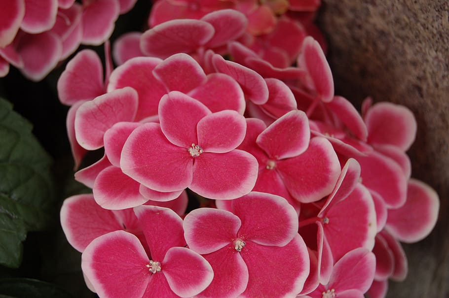 wallpaper, nature, pink color, flower, flowering plant, close-up HD wallpaper