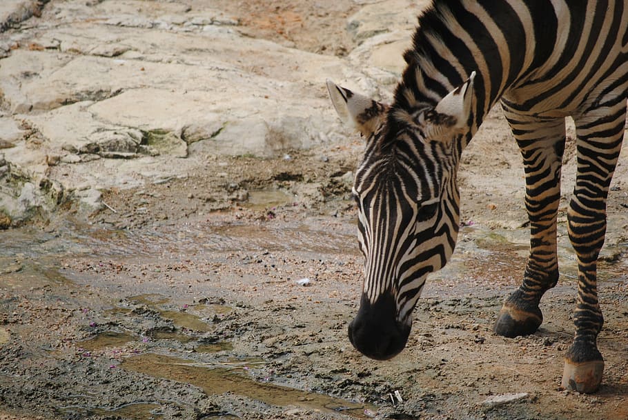 zebra, black, white, nature, animal, mammals, balance, cheerful HD wallpaper