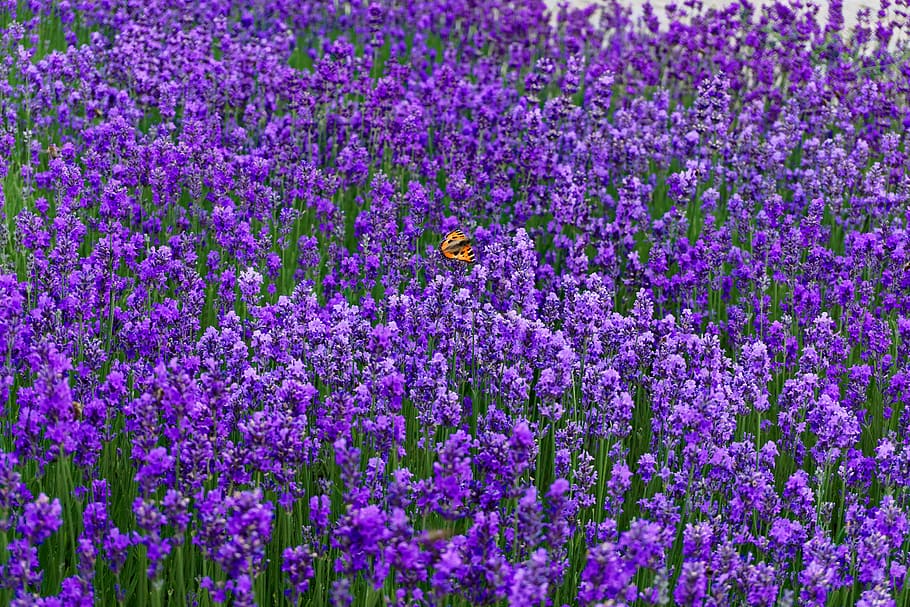 lavender, purple, flowers, summer, lavender flowers, butterfly, HD wallpaper