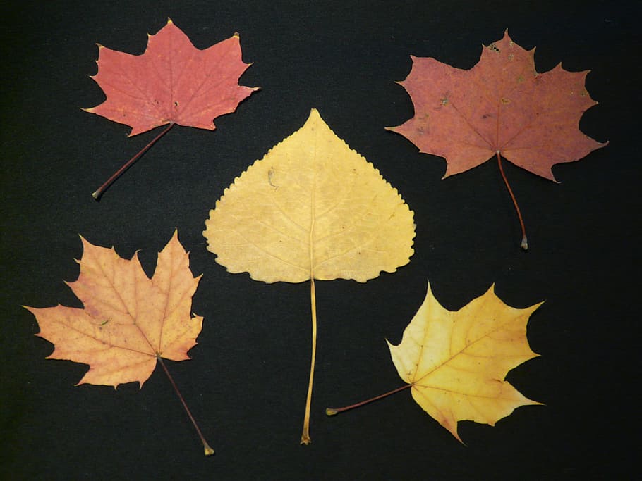 poplar leaf, maple leaves, fall leaves, pressed, tinker, press sheets HD wallpaper