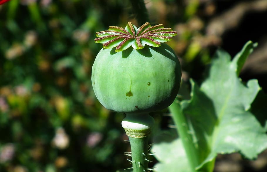 HD wallpaper: poppy, makowka, nature, garden, spring, closeup, green ...