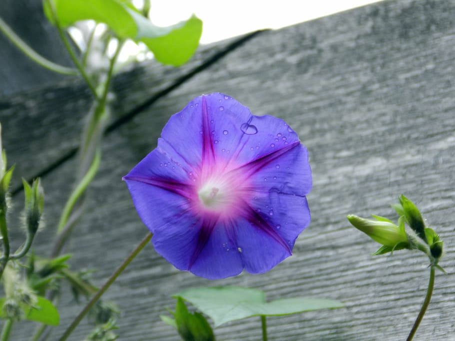 silvestre, flower, dew drop, plant, flowering plant, freshness HD wallpaper