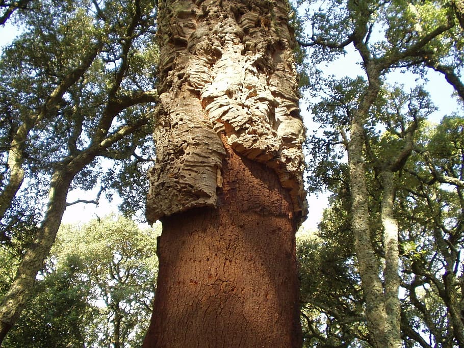 cork, bark, tree, sardinia, nature, forest, plant, low angle view HD wallpaper