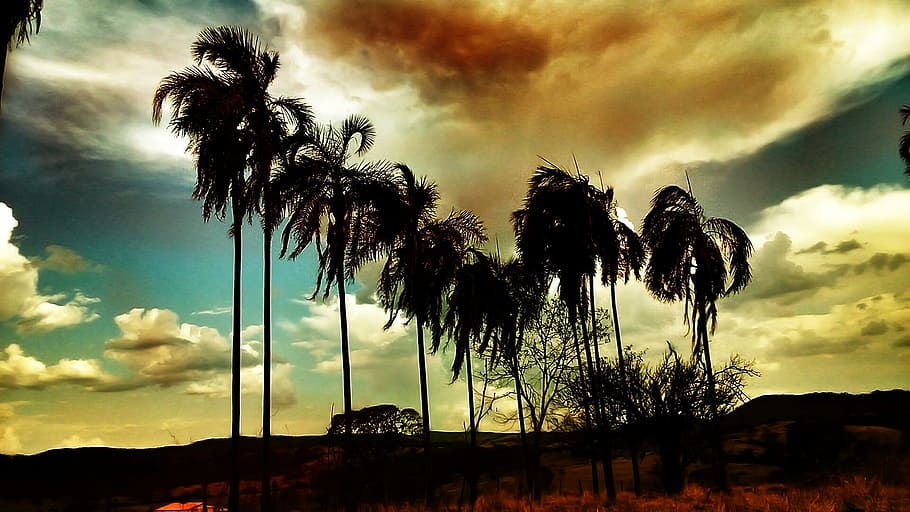 Sunset, Nature, Sunlight, palm tree, dramatic sky, cloud - sky HD wallpaper