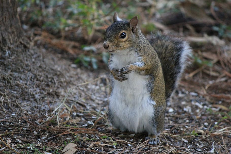 squirrel, posed, nature, standing, up, outdoor, fur, gray, grey HD wallpaper