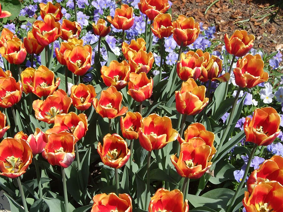 tulips, park, spring, plant, flower, flowering plant, growth HD wallpaper
