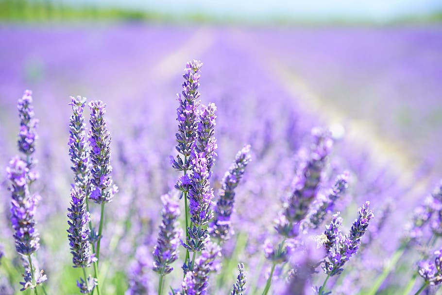 HD wallpaper: purple lavender flower field, lavender blossom, violet ...