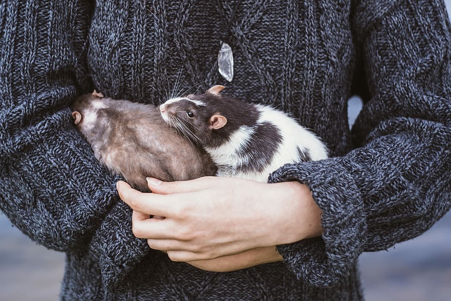 photo of person holding two brown and black-and-white mice, gray HD wallpaper
