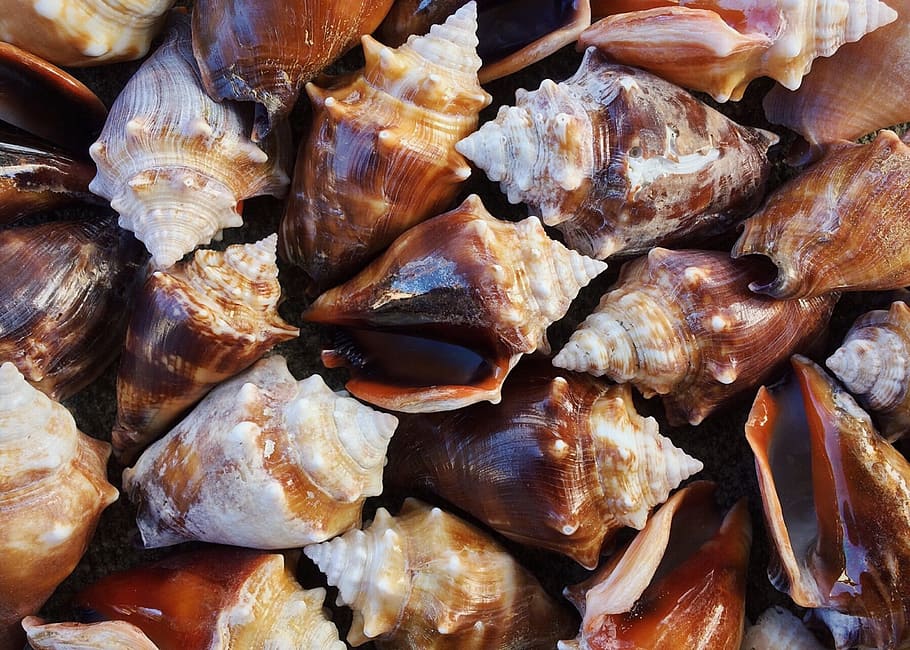 shells, conch, sea, seashell, ocean, mollusk, food and drink HD wallpaper