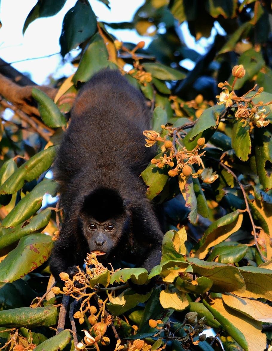 howler monkey, nature, wildlife, animal themes, animal wildlife HD wallpaper