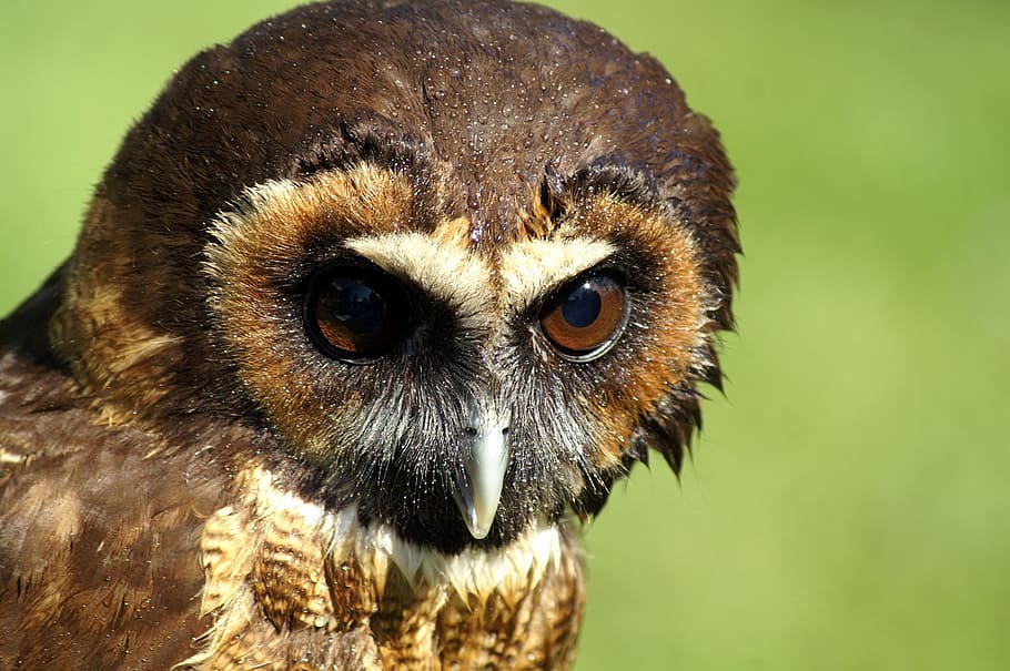 close-up photo of brown and white owl, bird, animal themes HD wallpaper