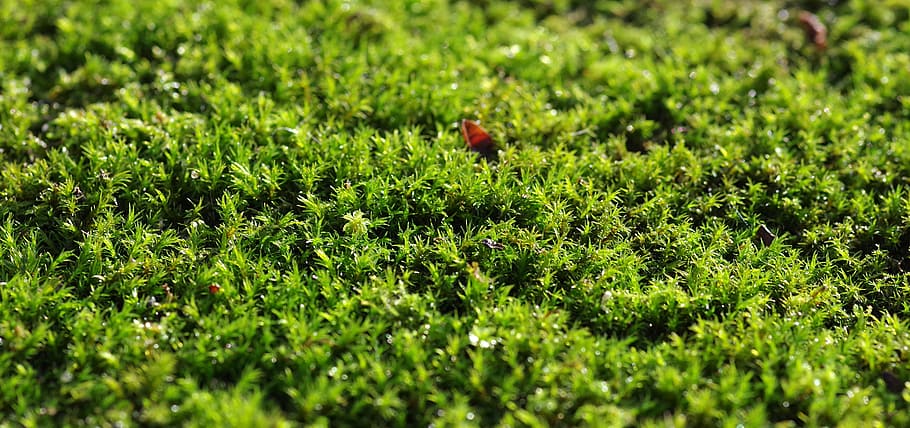moss, green, the background, substrate, forest, forest litter HD wallpaper