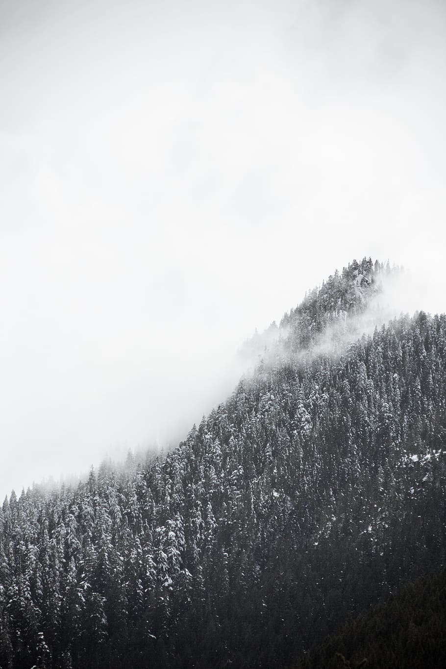 forest coated with snow, grayscale photography of trees, mist HD wallpaper
