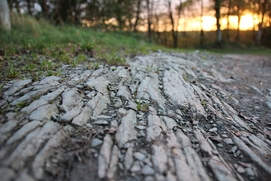 away, forest, slate, hiking, perspective, forest floor, abendstimmung HD wallpaper