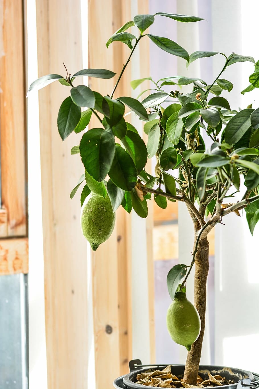lemon tree, fruit, citrus, nature, food, fresh, plant, green HD wallpaper