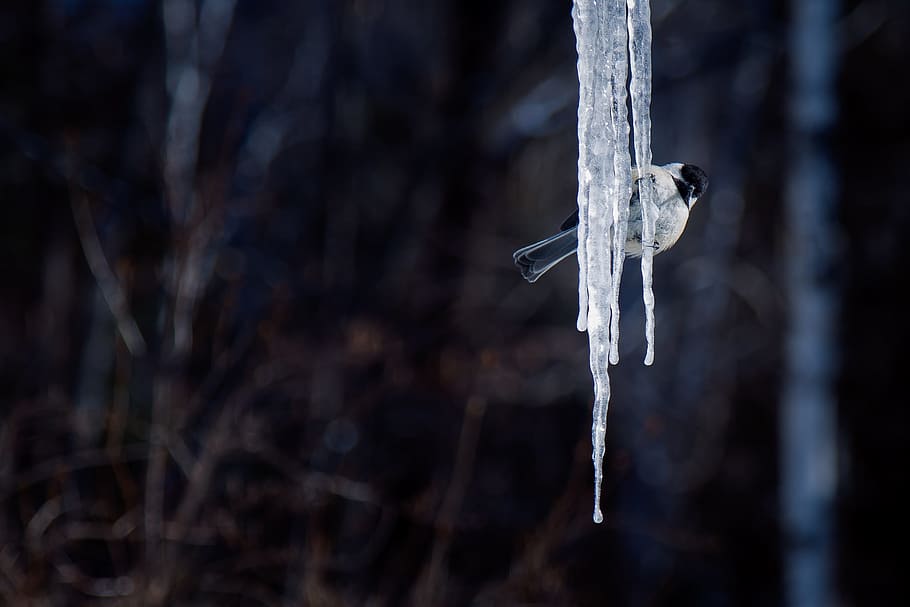 bird, ice, winter, snow, tit, cold, snowy, contrast, icicle HD wallpaper