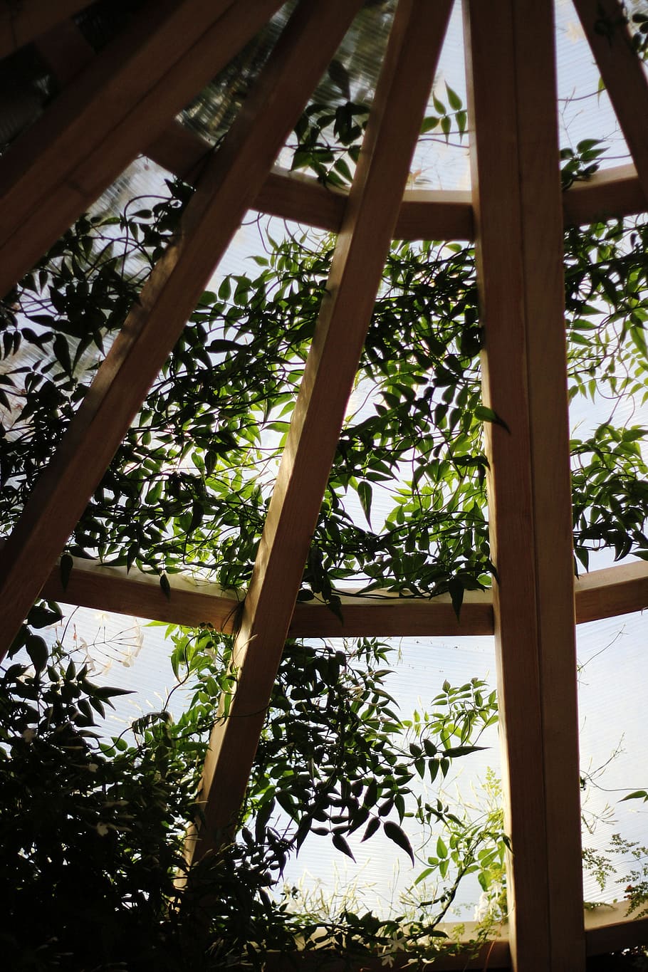 wood, building, plant, ceiling, daylight, greenhouse, perspective HD wallpaper