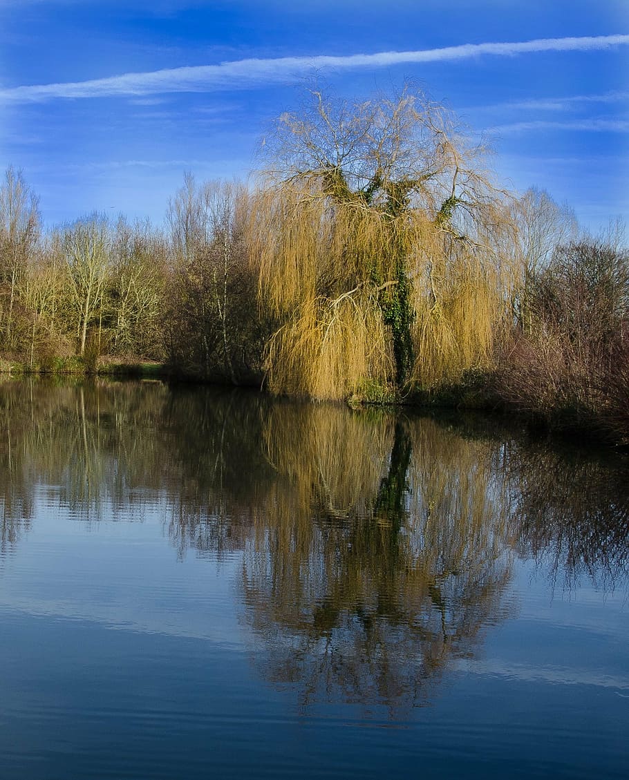 willow tree, thorney, lakes, nature, water, reflection, landscape HD wallpaper
