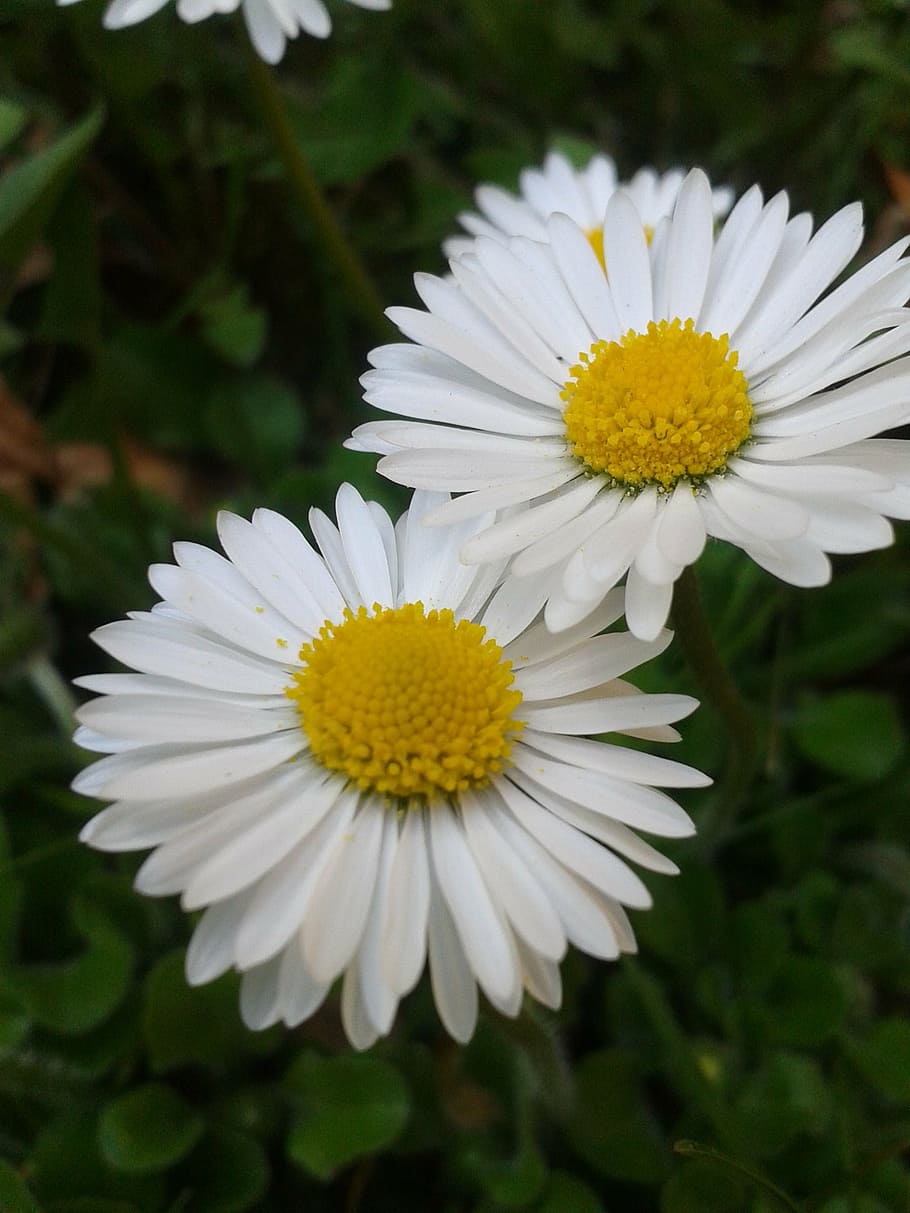 daisy, white, yellow, flower, spring, close, blossom, bloom HD wallpaper