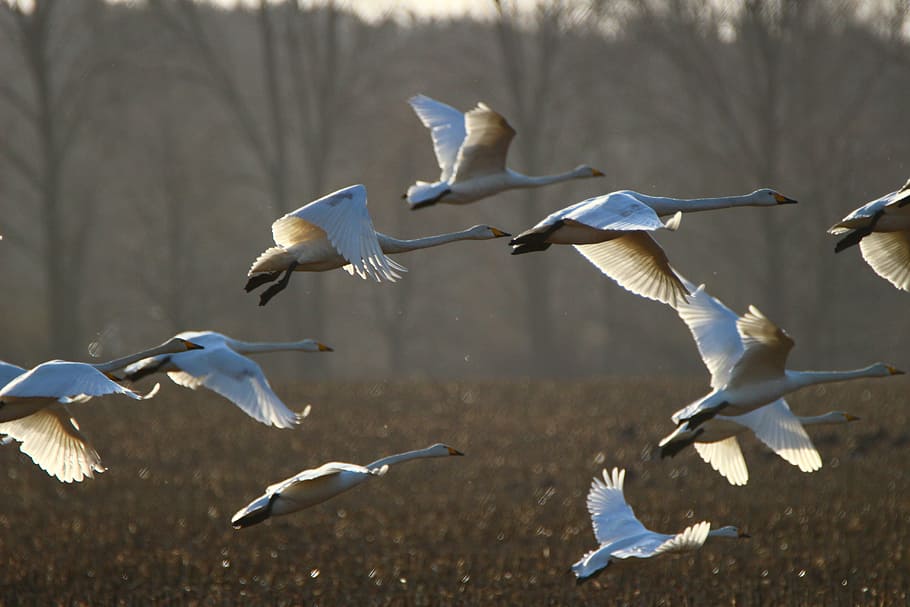 flock of pelican, whooper swan, bird, arable, field, migratory bird, HD wallpaper