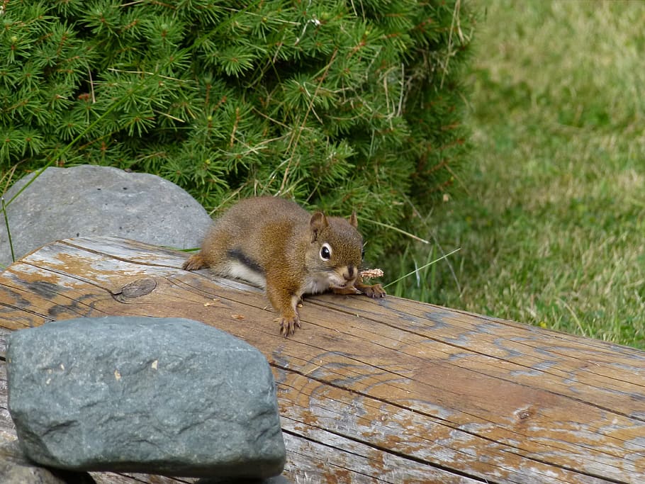 Squirrel, Rodent, Brown, Tree, Trunk, fallen, animal, garden HD wallpaper
