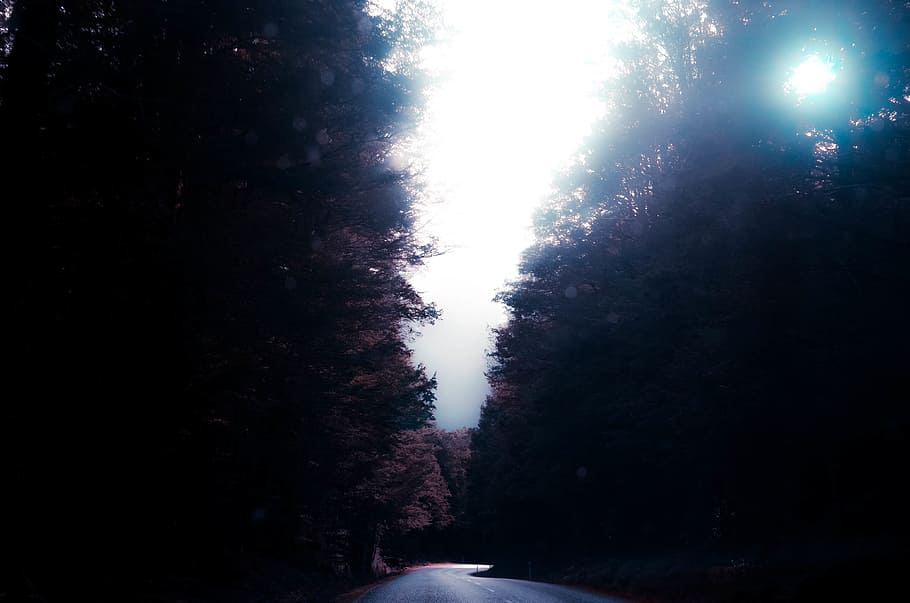 nature, road, paths, streets, forests, sky, clouds, fog, light HD wallpaper