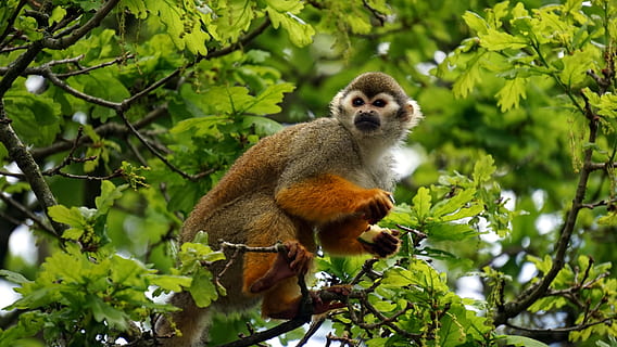 monkey, tree, nature, animal, jungle, mammal, wildlife, face HD wallpaper