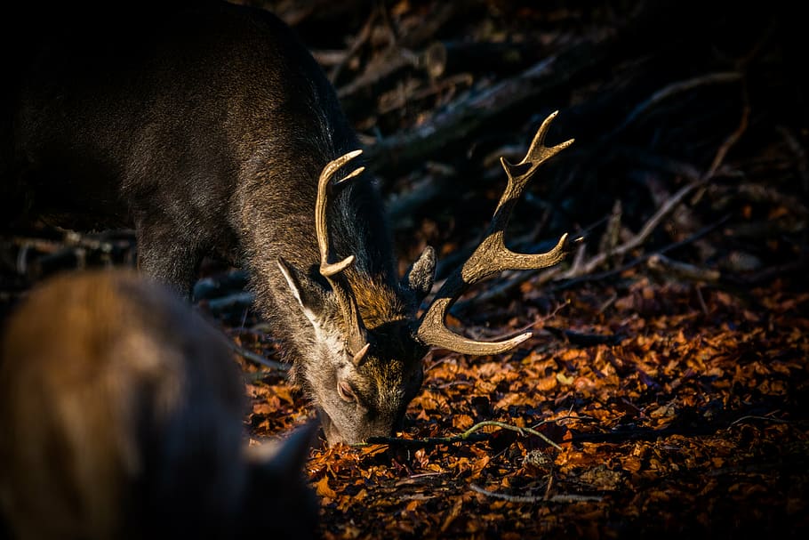 roe deer, hirsch, red deer, forest, wild, nature, animal, furred game HD wallpaper