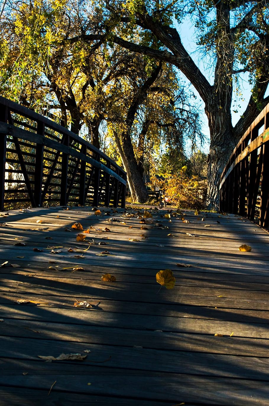 bridge, autumn, fall, nature, landscape, leaves, park, trees HD wallpaper