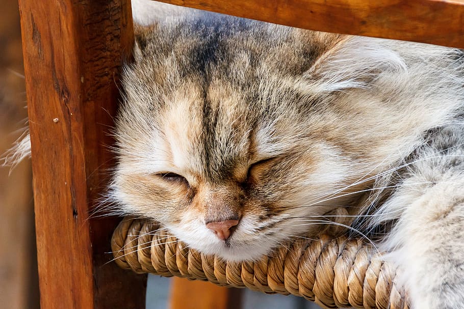 gray cat sleeping on chair, lying, lazy, rest, german longhaired pointer HD wallpaper