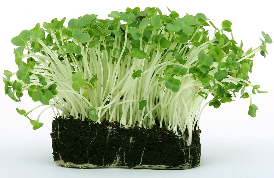 green sprout on black soil, appetite, bloom, calories, catering