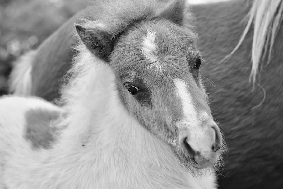 pony, black and white photo, shetland pony jarod, small horse, HD wallpaper