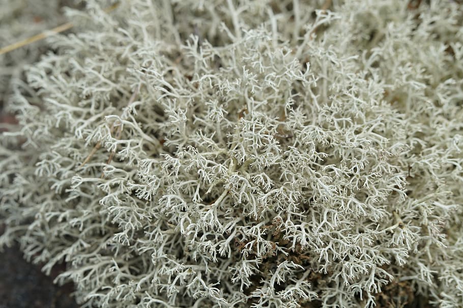 Lichen, Close, Structure, Texture, background, vegetation, flora HD wallpaper
