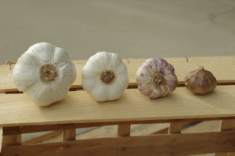 garlic, garlic elephant, garlic white, purple garlic, black garlic, HD wallpaper