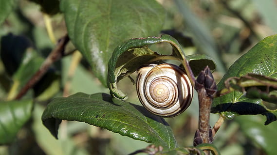 fauna, snail, plants, leaflet, closeup, macro, plant part, animal wildlife HD wallpaper