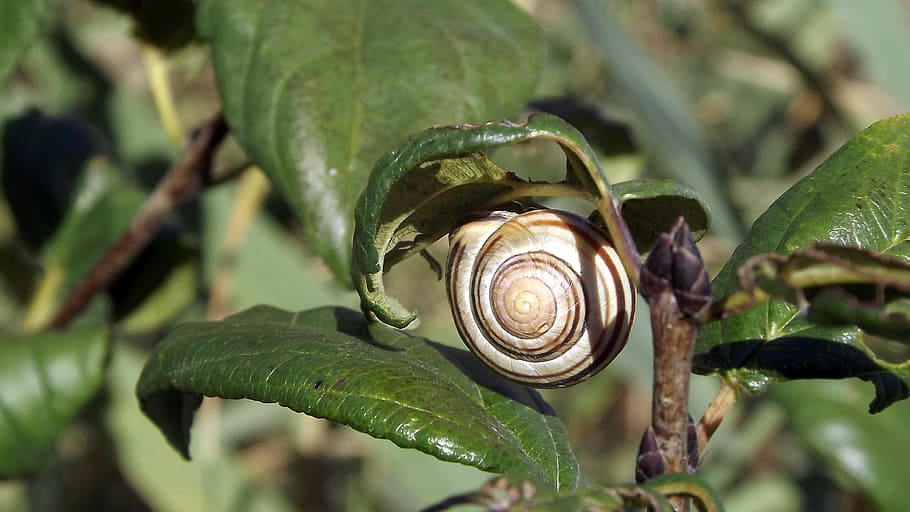 fauna, snail, plants, leaflet, closeup, macro, plant part, animal wildlife HD wallpaper