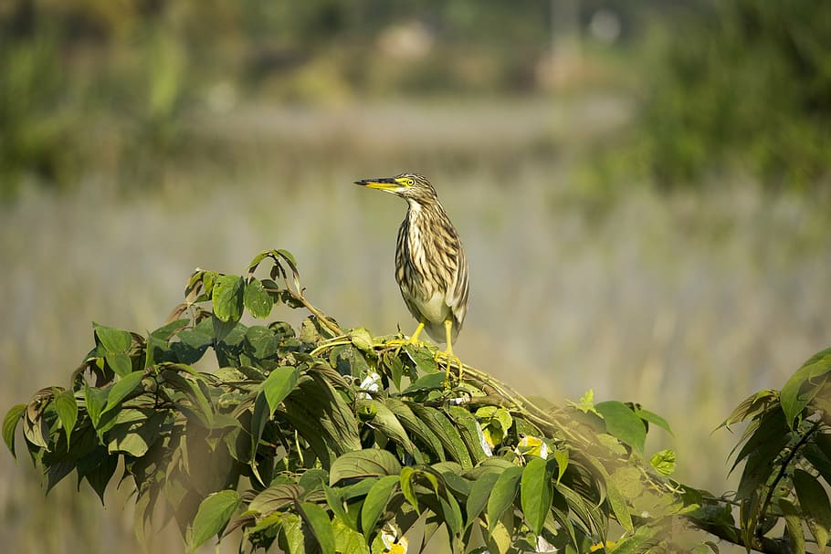 bird, alone, nature, wild, sky, wildlife, beak, animal themes HD wallpaper