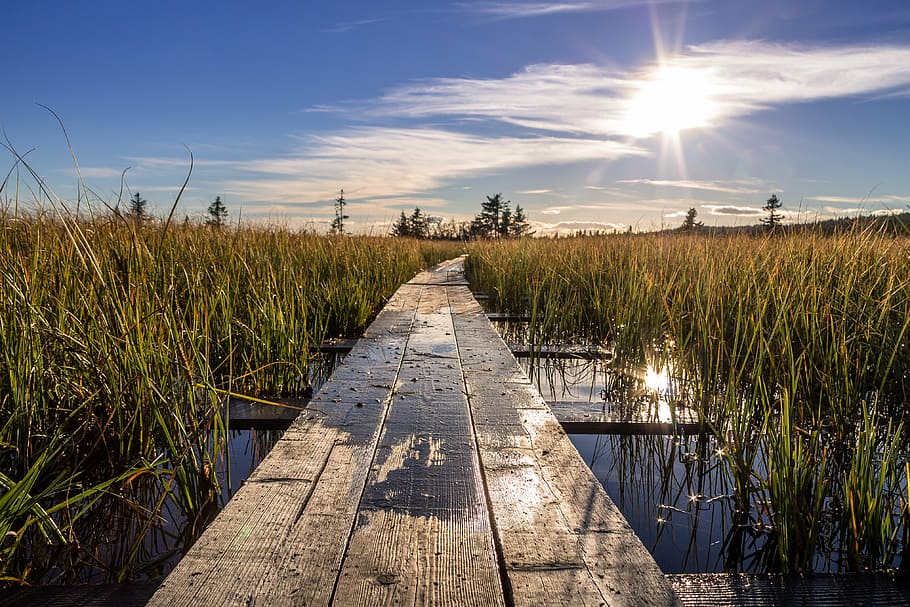 brown wooden dock near wheat field under blue sky at daytime HD wallpaper