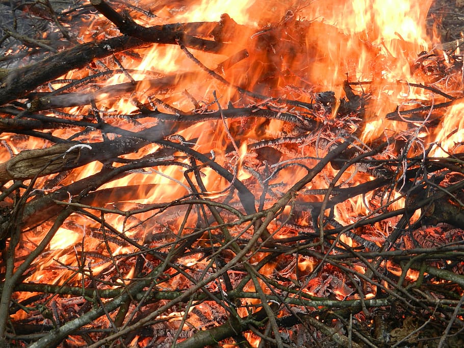 fire, stubble, burning, heat - temperature, tree, fire - natural phenomenon HD wallpaper