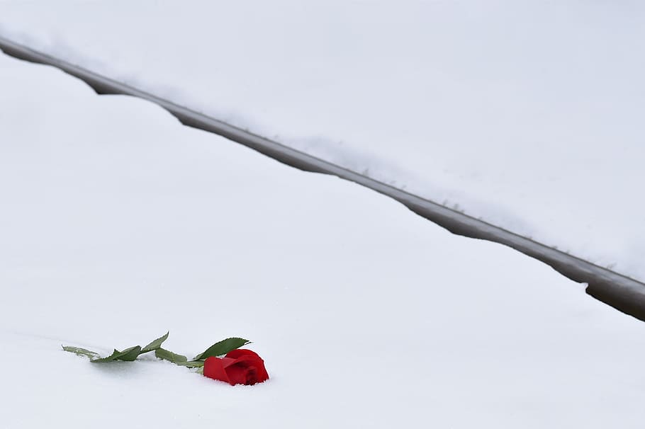 red rose in snow, railway, love asleep, lost love, love symbol, HD wallpaper