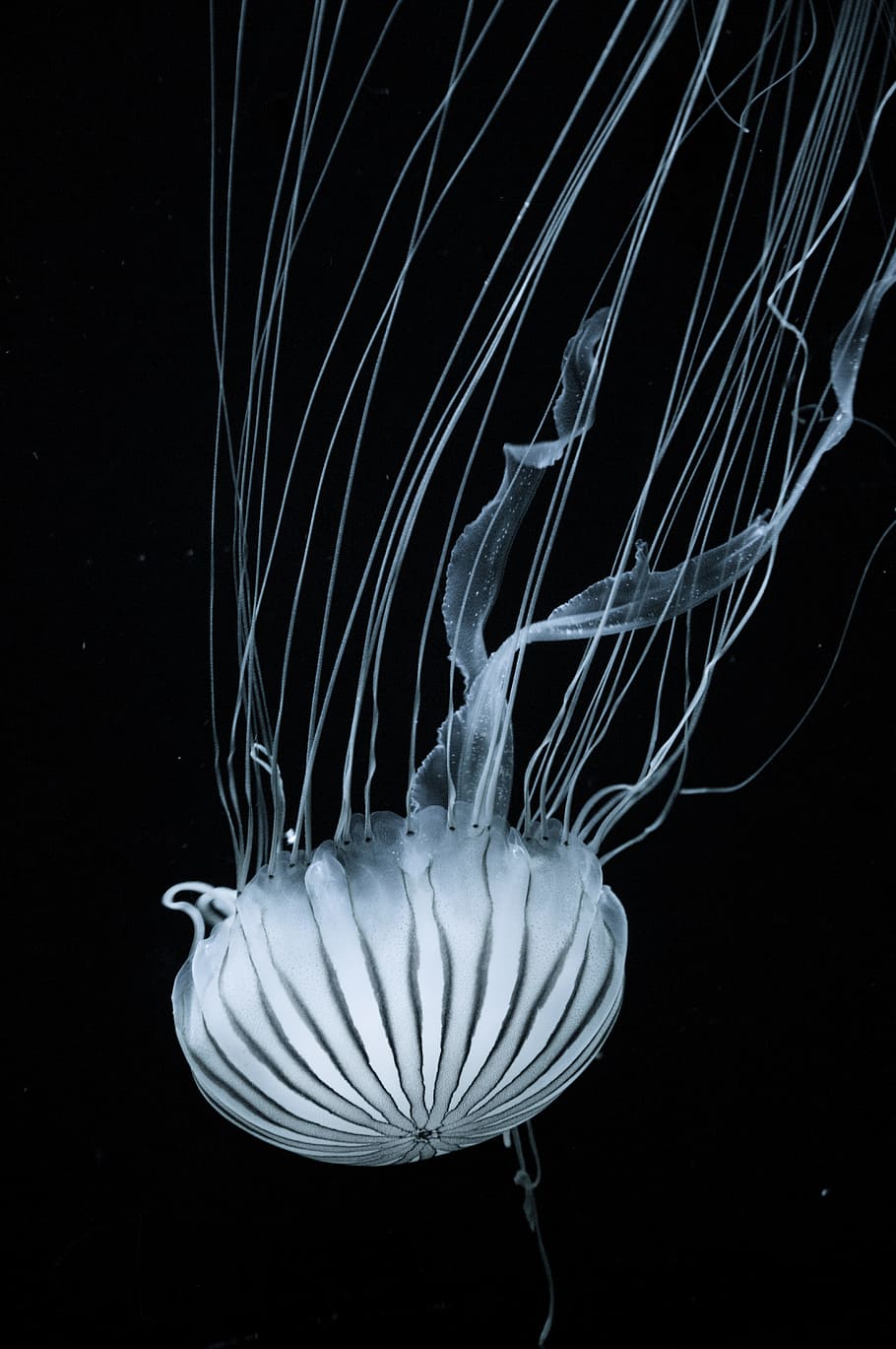 white jellyfish, white and gray jellyfish underwater closeup photo, HD wallpaper