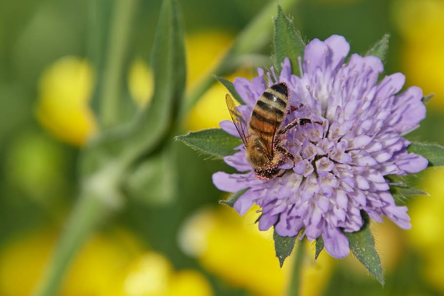 bee, flower, blossom, bloom, macro, nature, spring, close, pollen HD wallpaper